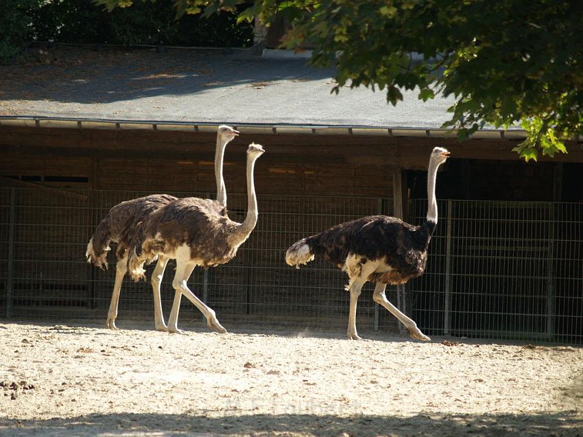 ZOO  730.JPG